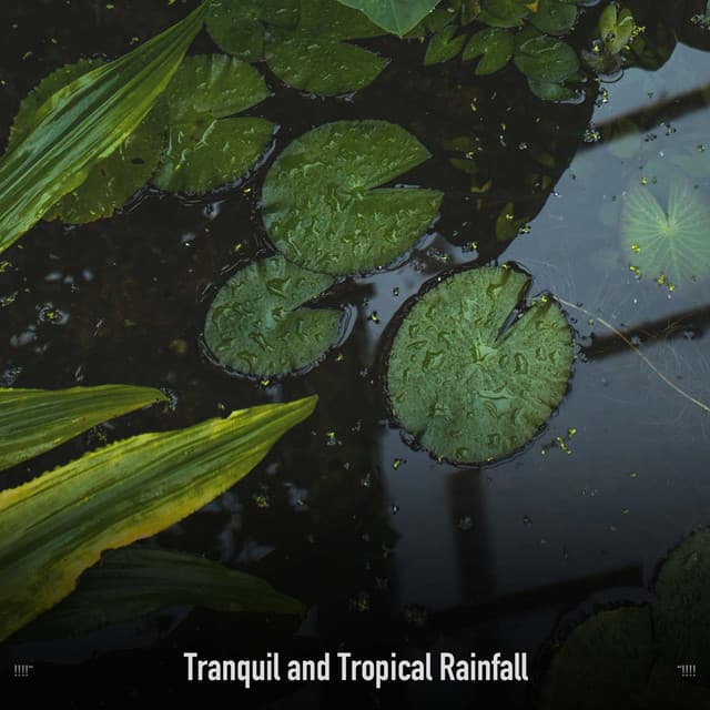 !!!!" Tranquil and Tropical Rainfall "!!!! - Sonidos De Truenos y Lluvia
