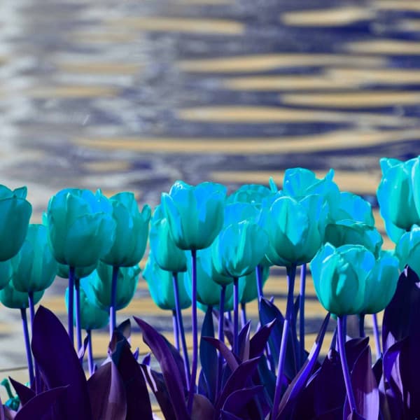 Feelings for Tranquility Fi - Lofi Cafe