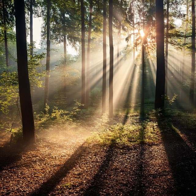 Sonidos de la naturaleza báltica