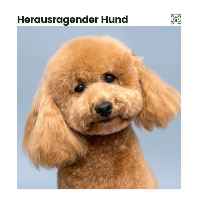 Herausragender Hund - Hundemusik