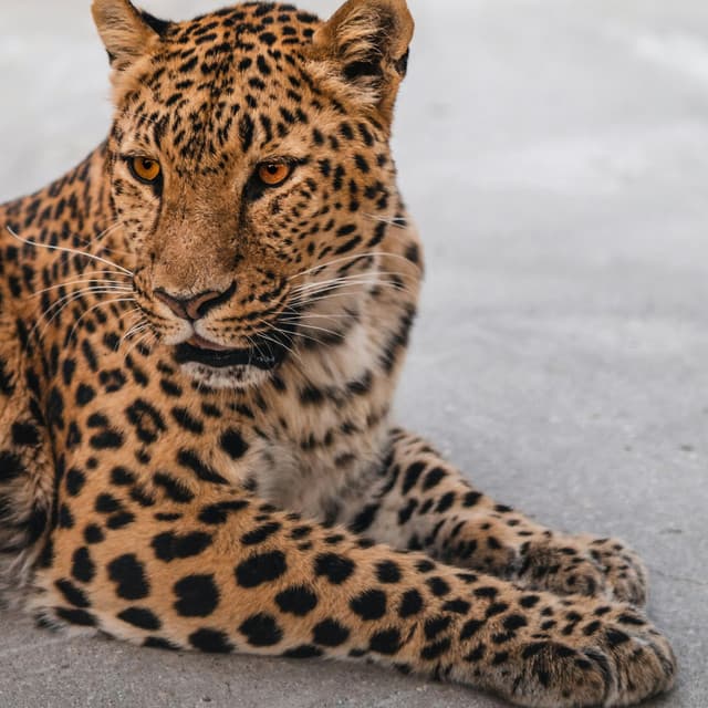 Animals & Instinct - Penny Sound