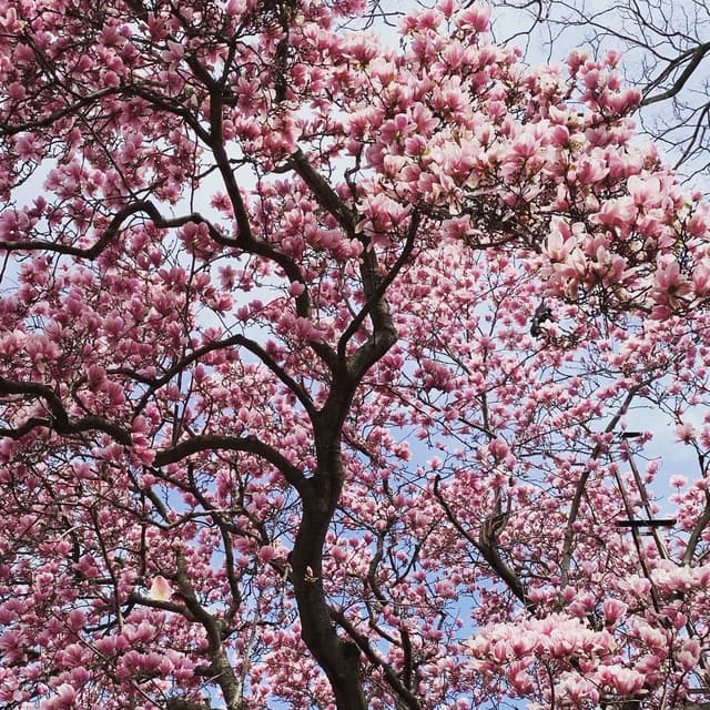 Every Leaf - Tania Caroline Chen