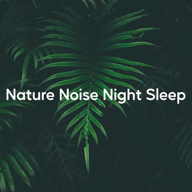 Nature Noise Night Sleep - Regengeräusche