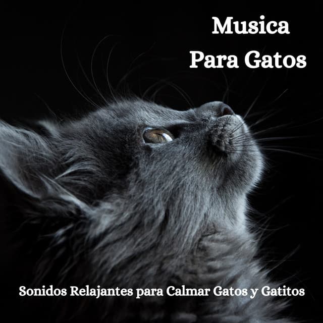 Musica para Gatos: Sonidos Relajantes para Calmar Gatos y Gatitos - Relax My Kitten