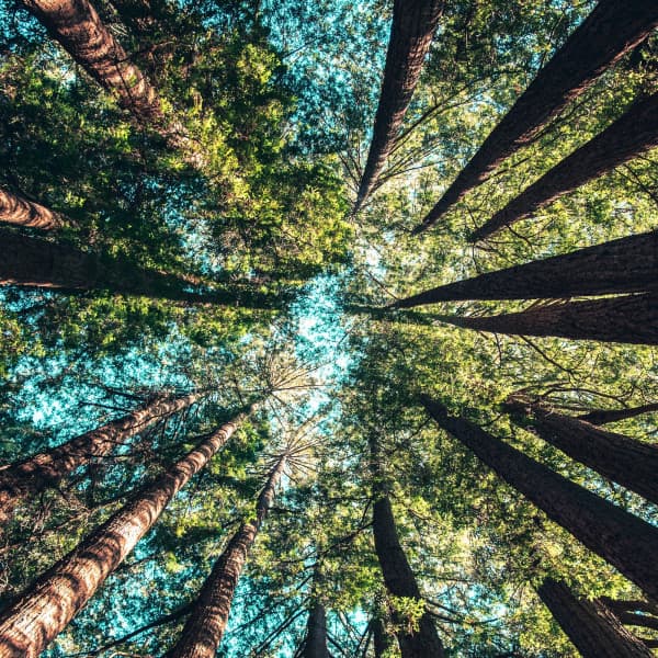 Nature & Sounds Background