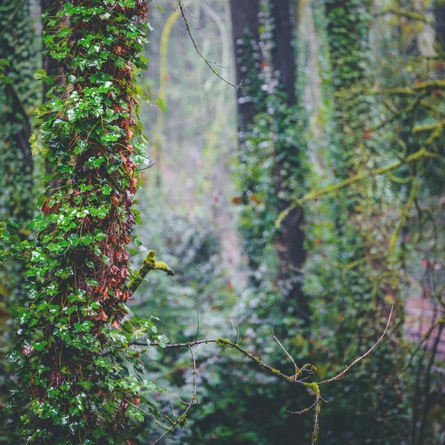 365 Ohm Circles: Rising Origins - Yoga Music