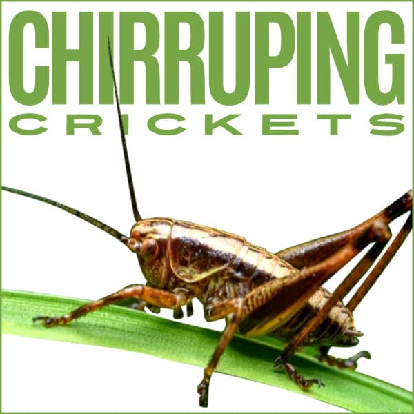 Chirruping Crickets - Nature Soundscapes