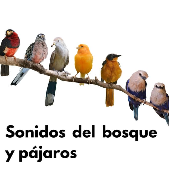 Sonidos del bosque y pájaros - Sonido Del Bosque y Naturaleza