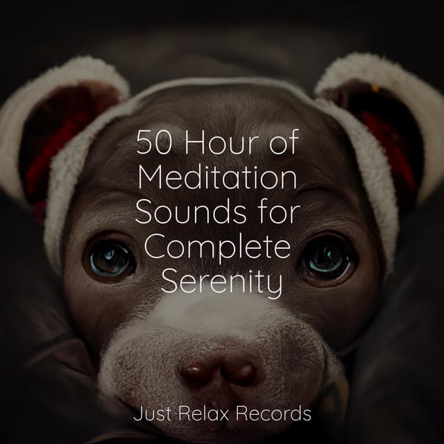 50 Hour of Meditation Sounds for Complete Serenity - Bird Sounds