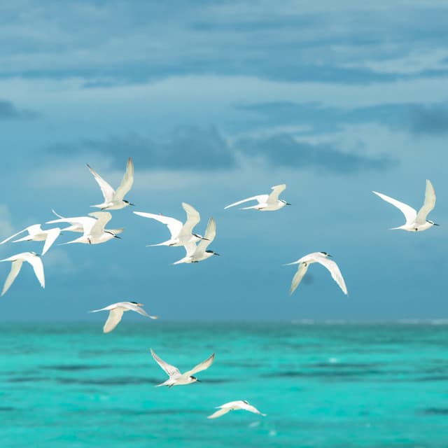 Eternal Ocean Pooch Play: Beachside Bond - Ocean Mysteries