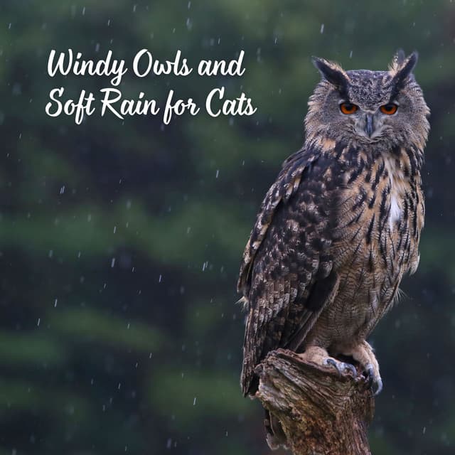 Windy Owls and Soft Rain for Cats - Rain Atmospheres