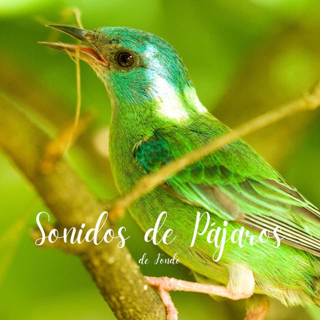 Sonidos de Pájaros de Fondo - Academia de Música con Sonidos de la Naturaleza