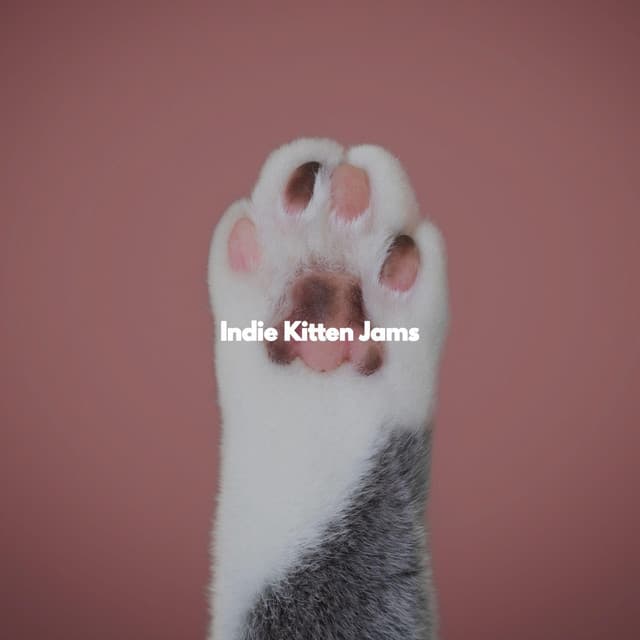 Indie Kitten Jams - New York Jazz Quartet