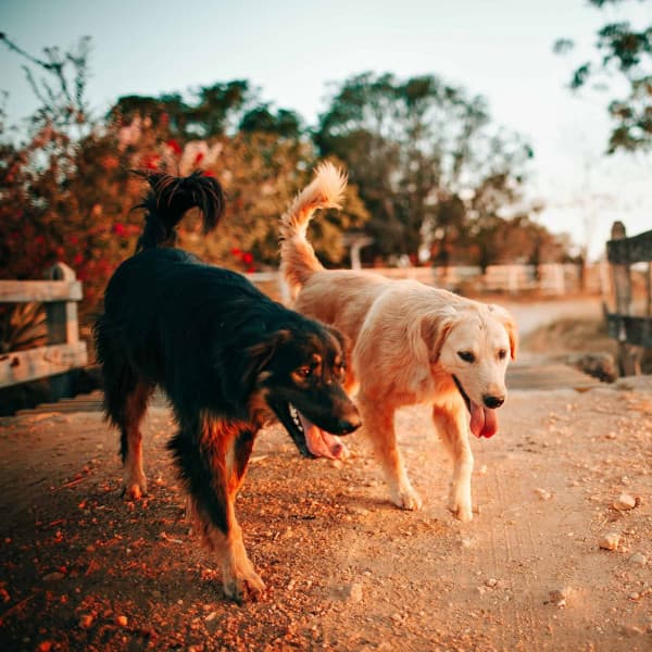 Opulent Jazz Violin - Ambiance for Dogs Sitting Back and Relaxing - Dog Anxiety Music