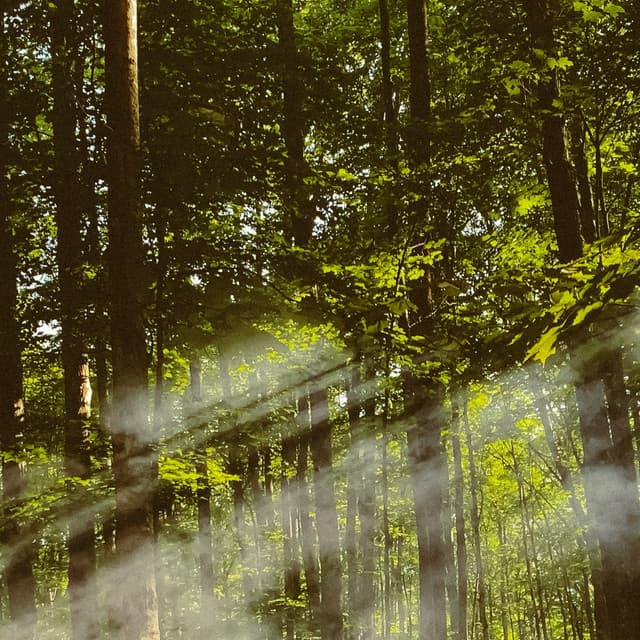 1 Ambient: High Above The Forest Floor - Baltic Nature Sounds