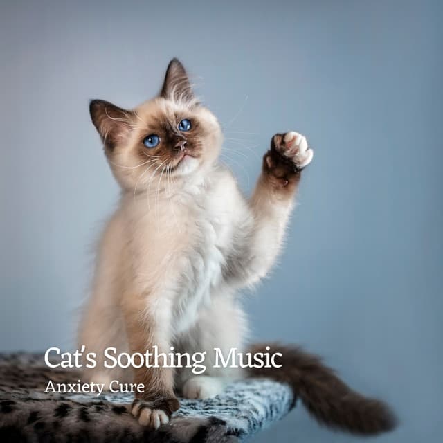 Cats' Soothing Music: Anxiety Cure - Water Effects Center