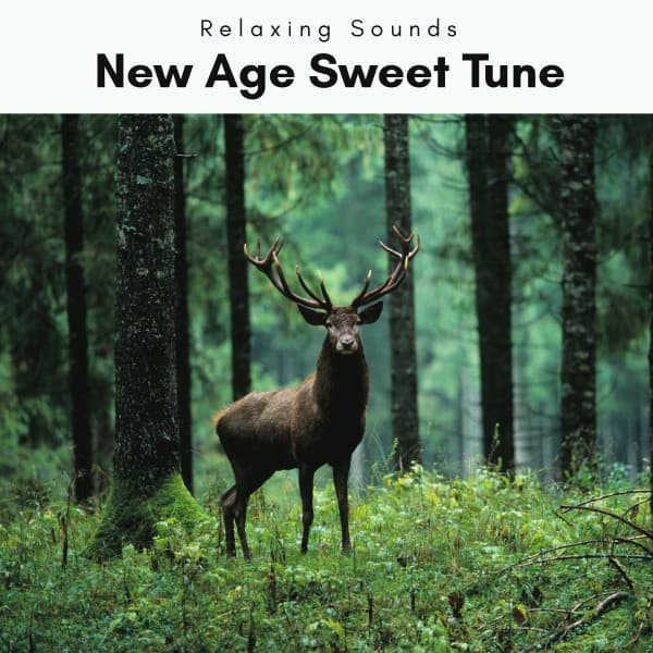 1 New Age Sweet Tune - Mindful Measures