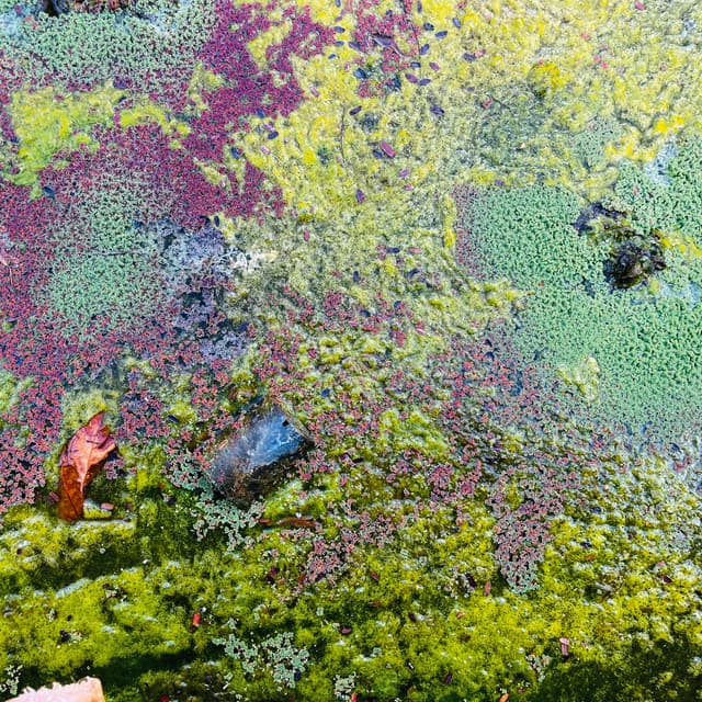 Nestor's Nest - Rob Mazurek