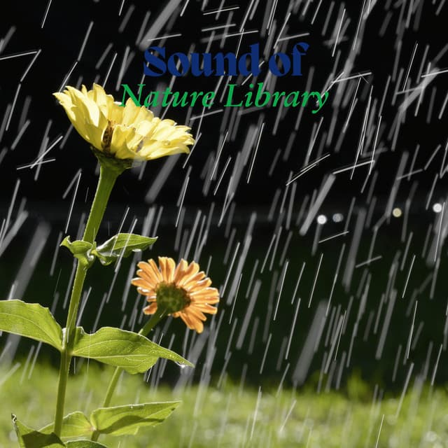 Rainy Puddles - Sound of Nature Library