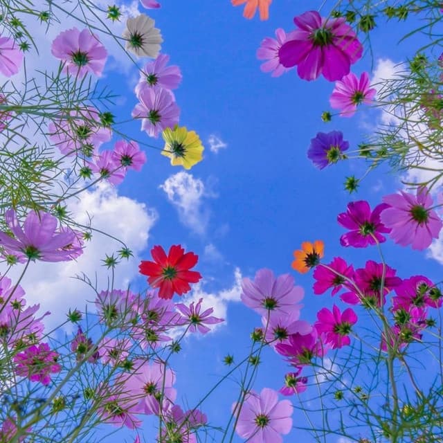 Wildflower Waltz: Nature's Colorful Melodic Bouquet - Pinetree Way