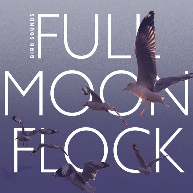 Full Moon Flock - Bird Sounds
