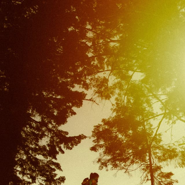 0 Hour Zen: Whispers Of The Woodlands - Baltic Nature Sounds