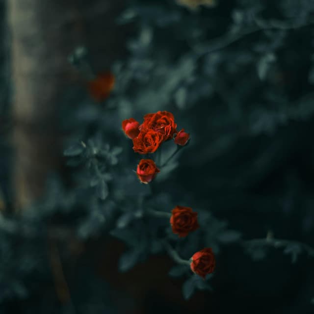 365 Earth: Beautiful Wild Pathways - Nature Sound Collection