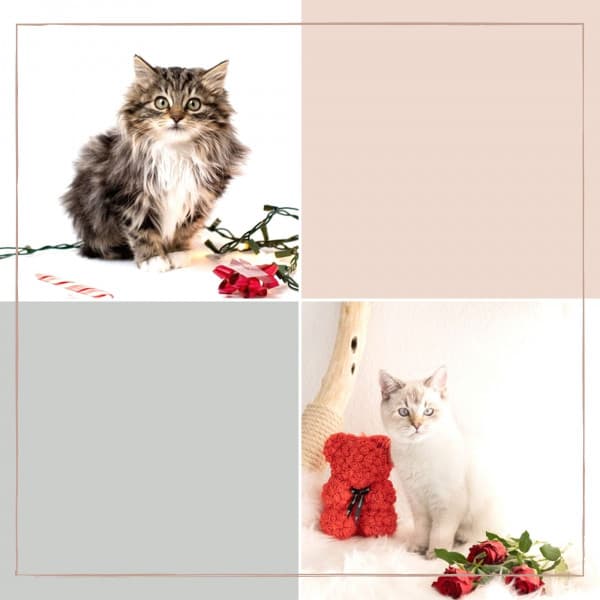 Music for Evening Cat Strolls - Cat Music Therapy