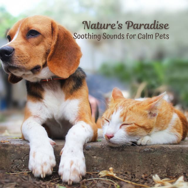 Nature's Paradise: Soothing Sounds for Calm Pets - Nature Sounds Radio