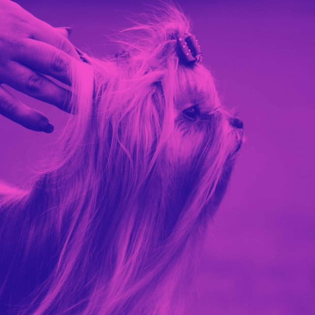 Jazz Guitar - Bgm for Roaring Pups - Puppy Music