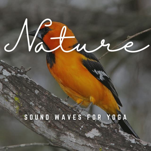 Harmonic Tranquility: Sound Waves for Yoga - Fine Dining Music